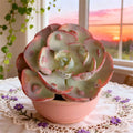 Echeveria Heart Moon Variegata Bare Root Succulent - Rare Variegated Indoor Plant for Home Decor