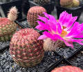 Echinocereus Rigidissimus Cactus - 2" Potted Rainbow Hedgehog with Pink Flowers - Colorful Desert Succulent Plant