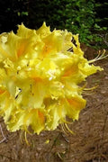 Aromi Azalea Starter Plant, Lemonade Variety, Deciduous Rhododendron