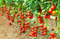 Early Cascade Tomato Seeds - 30+ Heirloom Organic Non-GMO - Rare Variety - Perfect for Home Garden