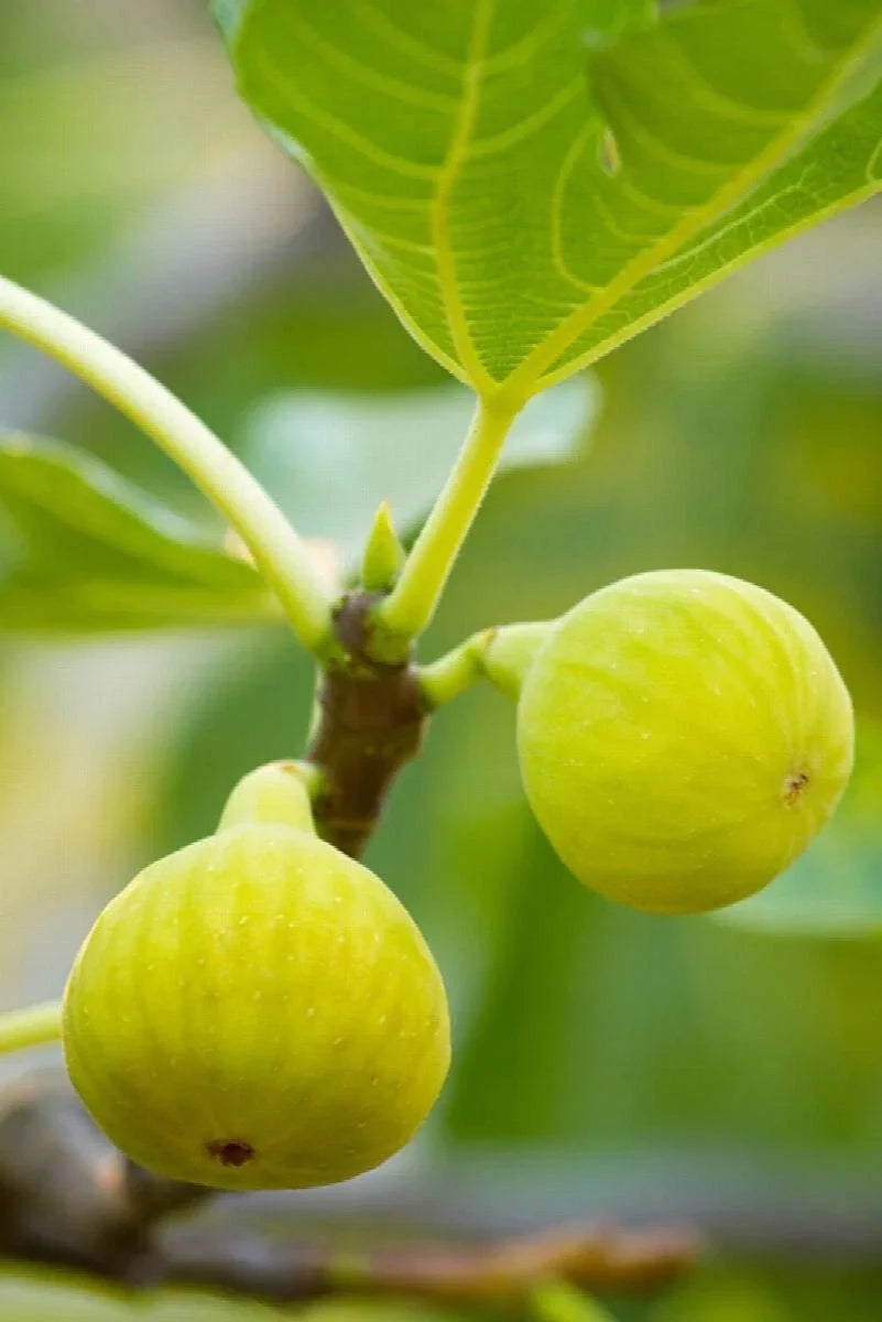 Desert King Fig Cuttings - 2 Stem Propagation Kit with Willow Water - Ficus carica 'Desert King' for Gardening
