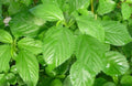 Egyptian Spinach Seeds 500 Count Corchorus olitorius Saluyot Green Jute for Gardening & Cooking