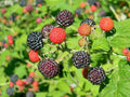 Black Raspberry Bush Seeds - 100 Organic Rubus occidentalis Seeds for Home Gardens