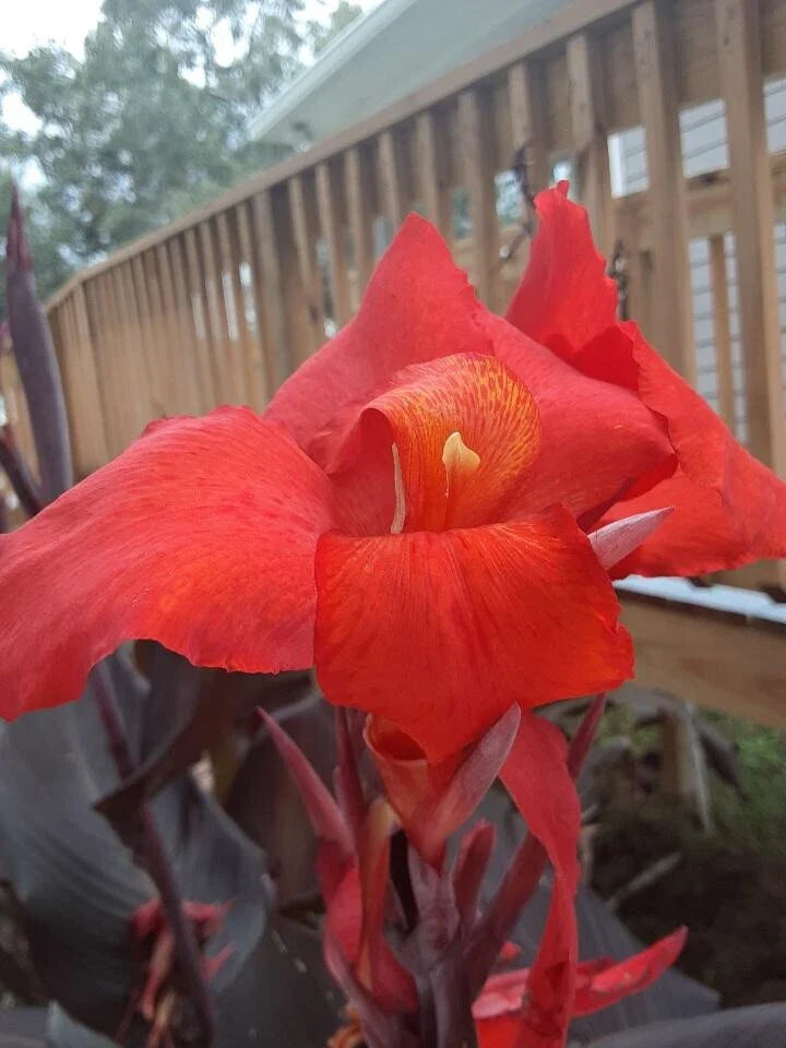 Canna Lily Bulbs (2) - Red Velvet - Exotic Plant with Rich Red Flowers, Tall Growth, Dark Foliage - Canna indica
