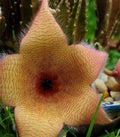 XLarge Stapelia Gigantea Cutting - Lifesaver Plant with 6" Flower - Unique Succulent for Home Decor