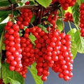 Self-Pollinating Schisandra Chinensis Cuttings - 20 Pack Limonnik Wu Wei Zi Magnolia Vine Plants