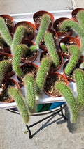 Potted Monkey Tail Cactus Plants, 2.5" Pots, Established, Cleistocactus colademononis, US Grower