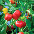 Pimento Red Pepper Seeds, 500 Count, Capsicum annuum, Non-GMO, Heirloom, Garden Vegetable Seeds for Planting