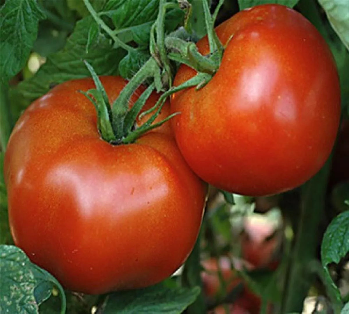 Marglobe Tomato Seeds - Heirloom, Non-GMO, Salad Tomatoes, Solanum lycopersicum, Container & Garden Planting
