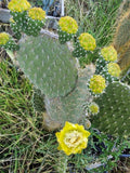 Opuntia Megasperma Var. Orientalis Cactus with Colorful Flowers – Galapagos Succulent Plant, Drought-Tolerant, Indoor & Outdoor