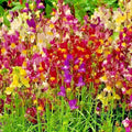 Dwarf Snapdragon Flower Seeds Mix - 2000+ Toadflax Wildflower Garden Seeds for Container Planting - Easy Growing