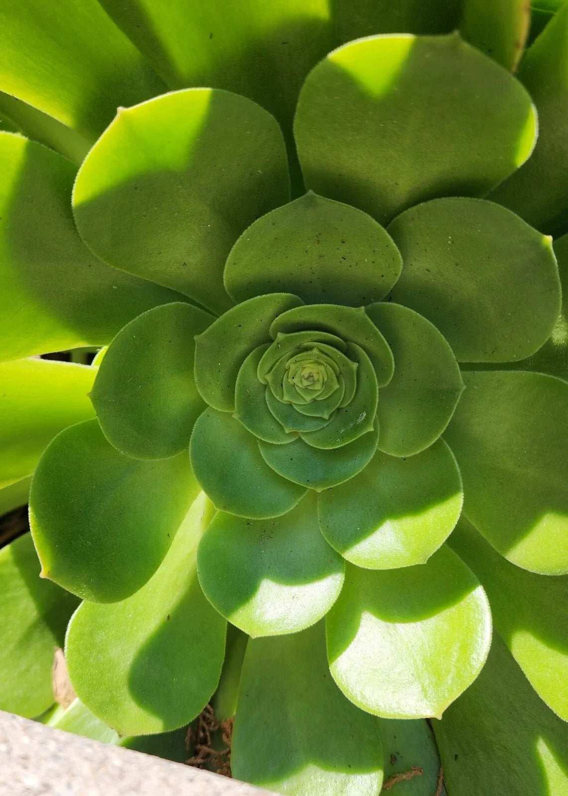 Aeonium Canariense Succulent Plant Cutting 5"-6" Green Large