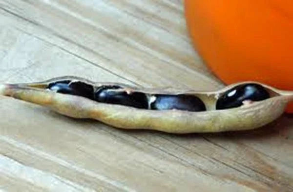 Black Valentine Bean Seeds – Heirloom, Non-GMO, Bush-Type, Phaseolus vulgaris, 20+ Seeds for Home Garden, Canning & Cooking