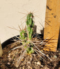Live Rooted Cactus Plant - Densely-Spined Club Cholla - Grusonia densispina - Unique Succulent for Home or Garden