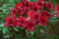 Azalea Starter Plant - Midnight Flare Variety - Rhododendron Deciduous - Small Rooted Plant
