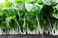 Fordhook Giant Swiss Chard Seeds - Heirloom Heat Tolerant Salad Greens - Beta vulgaris subsp. cicla - 2000 Seeds