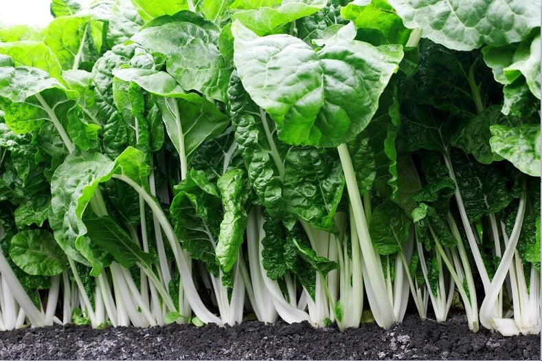 Fordhook Giant Swiss Chard Seeds - Heirloom Heat Tolerant Salad Greens - Beta vulgaris subsp. cicla - 2000 Seeds
