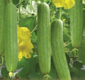 10+ Non-GMO Vegetable Sponge Luffa Gourd Seeds - Luffa aegyptiaca for Gardening