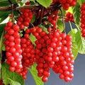 Self-Pollinating Schisandra Chinensis Cuttings - 20 Pack Limonnik Wu Wei Zi Magnolia Vine Plants