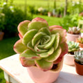 Echeveria ‘Ice Rose’ Variegated Succulent 3–3.5" Bare Root, Rare Indoor Plant, Easy-Care Rosette, Home DÃ©cor, Unique Succulent Gift