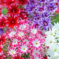 Phlox Seeds - Twinkle Mix Flower Seeds, Vibrant Colors, Garden Planting, Phlox paniculata, Non-GMO, Easy to Grow