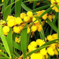 Formosan Koa Tree Seeds - Pack of 10 - Fast Growing Acacia confusa Exotic Tree for Landscaping