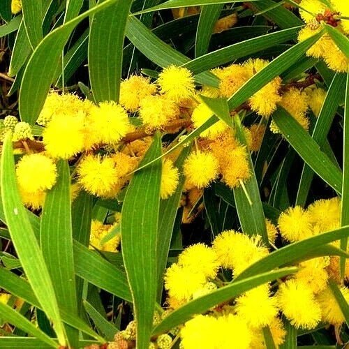 Formosan Koa Tree Seeds - Pack of 10 - Fast Growing Acacia confusa Exotic Tree for Landscaping