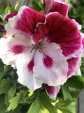 Rare White and Purple Geranium Cuttings - 6 Inch Long - Pelargonium spp. - 3 Cuttings