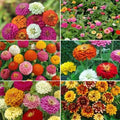 Zinnia Flower Seed Mix - 6 Varieties, Colorful Garden Blend, Zinnia elegans, Pollinator Attracting, Full Sun, Easy Grow