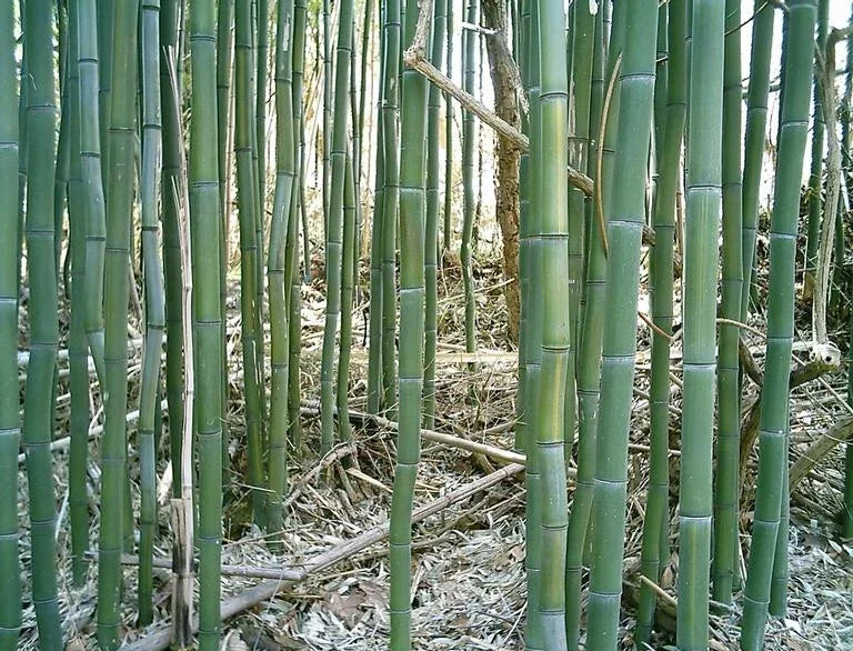 Yellow Groove Bamboo Rhizome Cuttings 3ct | Phyllostachys aureosulcata | Hardy for Zone 5
