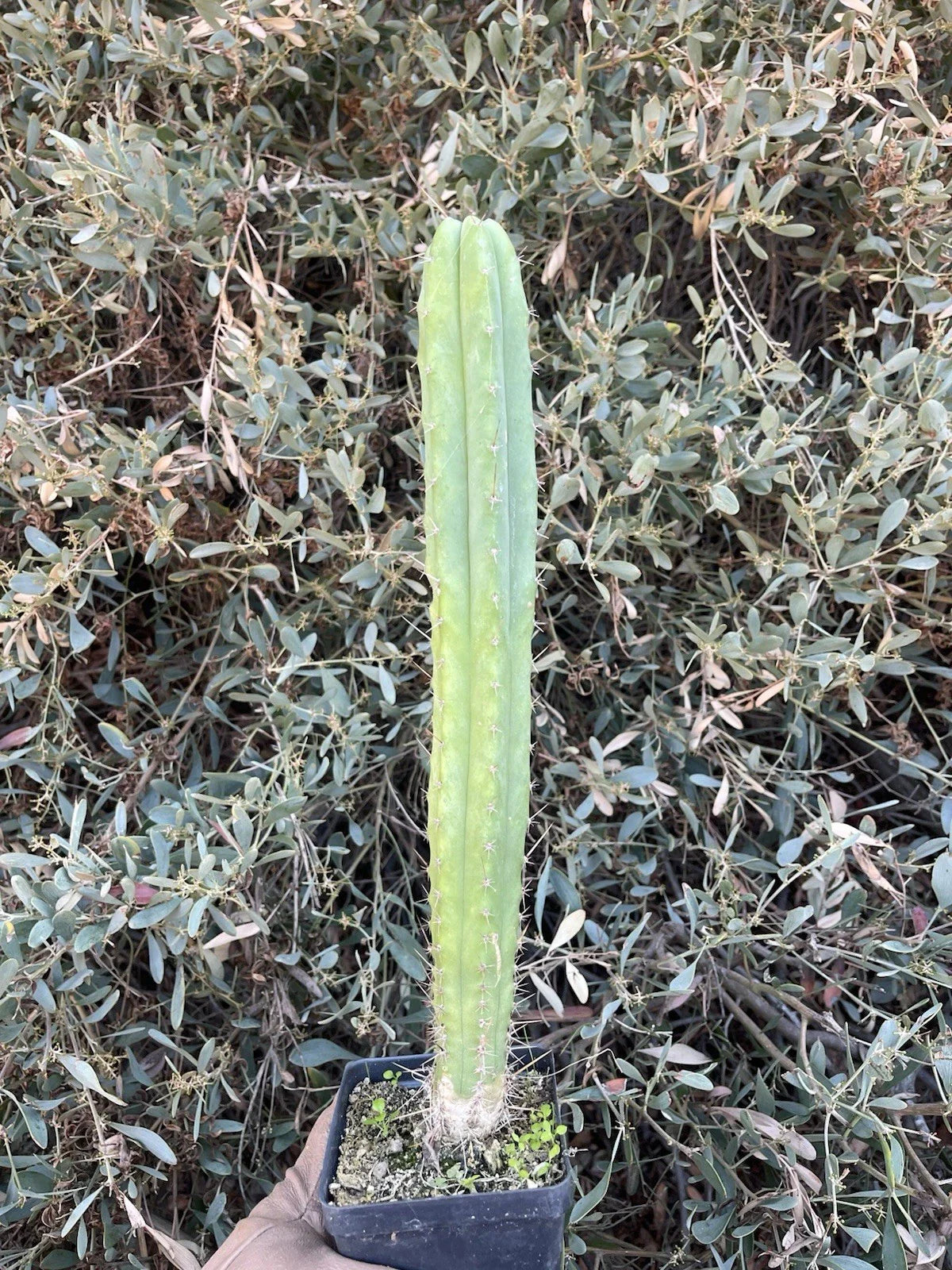 Echinopsis Cactus Hybrid Seedling 14in Live Rooted Plant - Desert Theater Pach. "Spaceship" × Desert Theater Bridge Hybrid