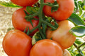 Marglobe Supreme Tomato Seeds 100 Pack | Heirloom Non-GMO Solanum lycopersicum Vegetable