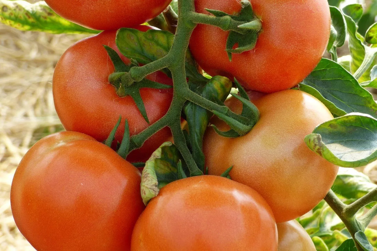 Marglobe Supreme Tomato Seeds 100 Pack | Heirloom Non-GMO Solanum lycopersicum Vegetable
