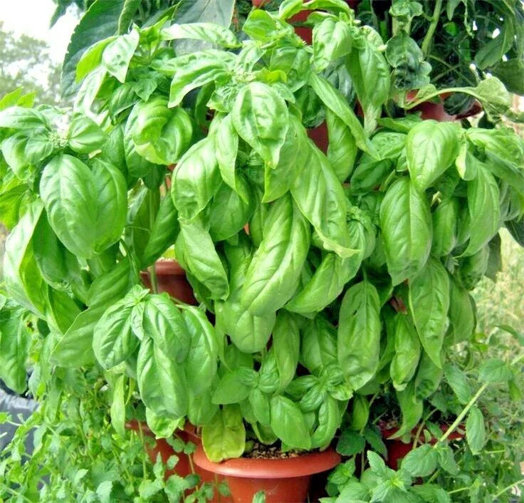 Organic Large Leaf Basil Seeds - 300+ Italian Variety for Summer Garden & Container