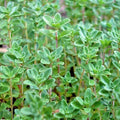 Organic Thyme Seeds 501+ | English German Perennial Herb Thymus vulgaris