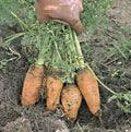 Carrot Seeds - 500+ Heirloom Danvers Half Long Non-GMO Seeds - Perfect for Home Gardens - Daucus carota