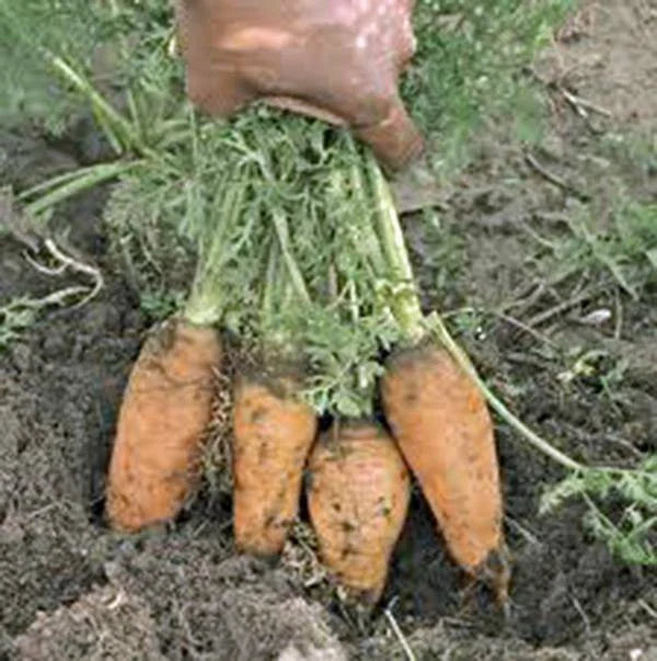 Carrot Seeds - 500+ Heirloom Danvers Half Long Non-GMO Seeds - Perfect for Home Gardens - Daucus carota