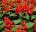 Scarlet Sage Flower Seeds - Salvia Coccinea, 200+ Seeds, Vibrant Red, Attracts Hummingbirds & Pollinators