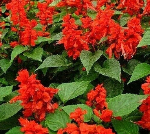 Scarlet Sage Flower Seeds - Salvia Coccinea, 200+ Seeds, Vibrant Red, Attracts Hummingbirds & Pollinators
