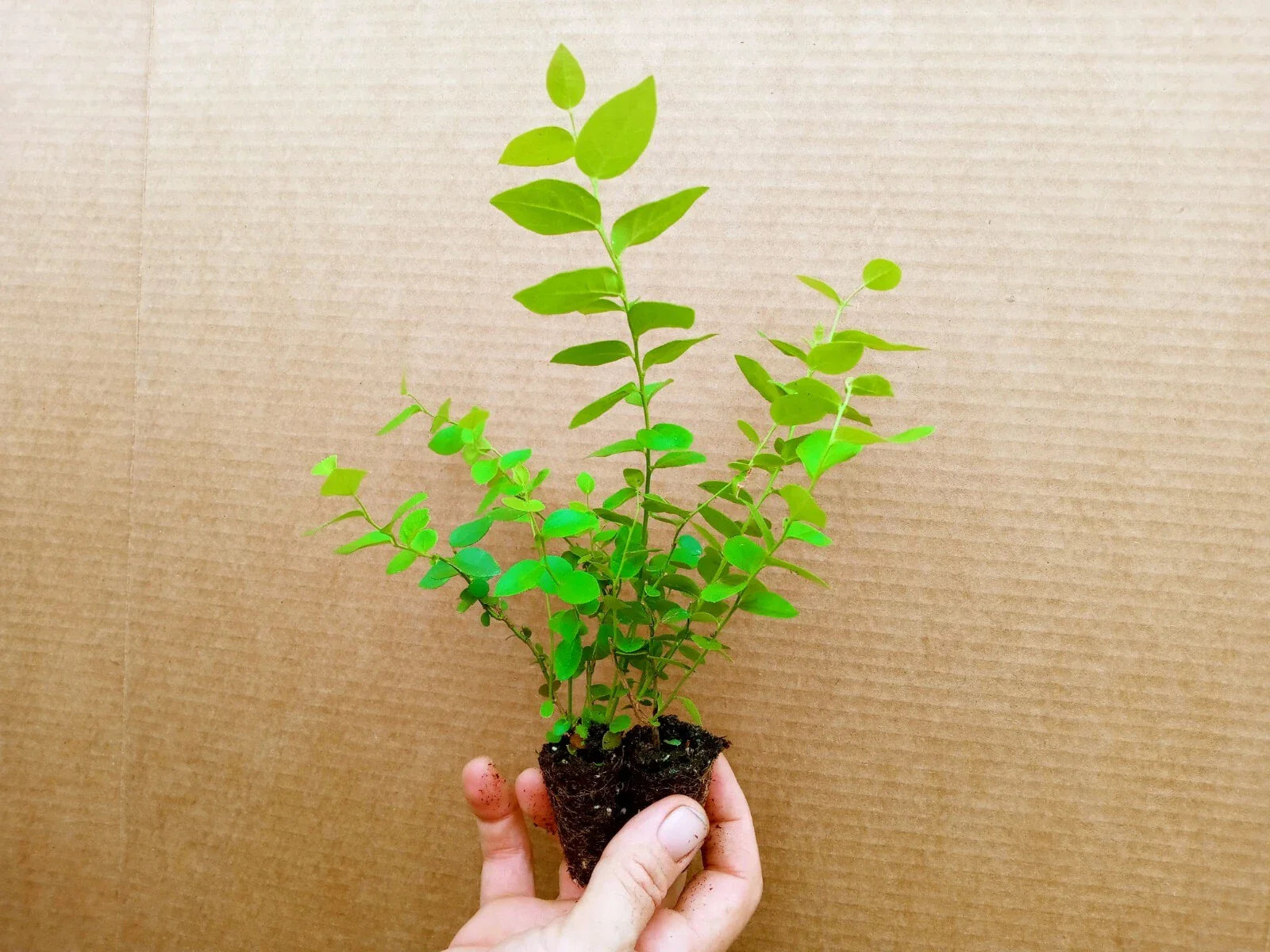 Blueberry Starter Plants - 2 Pack - REKA Variety - Vaccinium corymbosum - Early Ripening, Pesticide Free, Zones 4-7