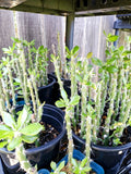 Pereskiopsis spathulata Grafting Stock Cactus - 4" Rooted - Ideal for Grafting and Propagation