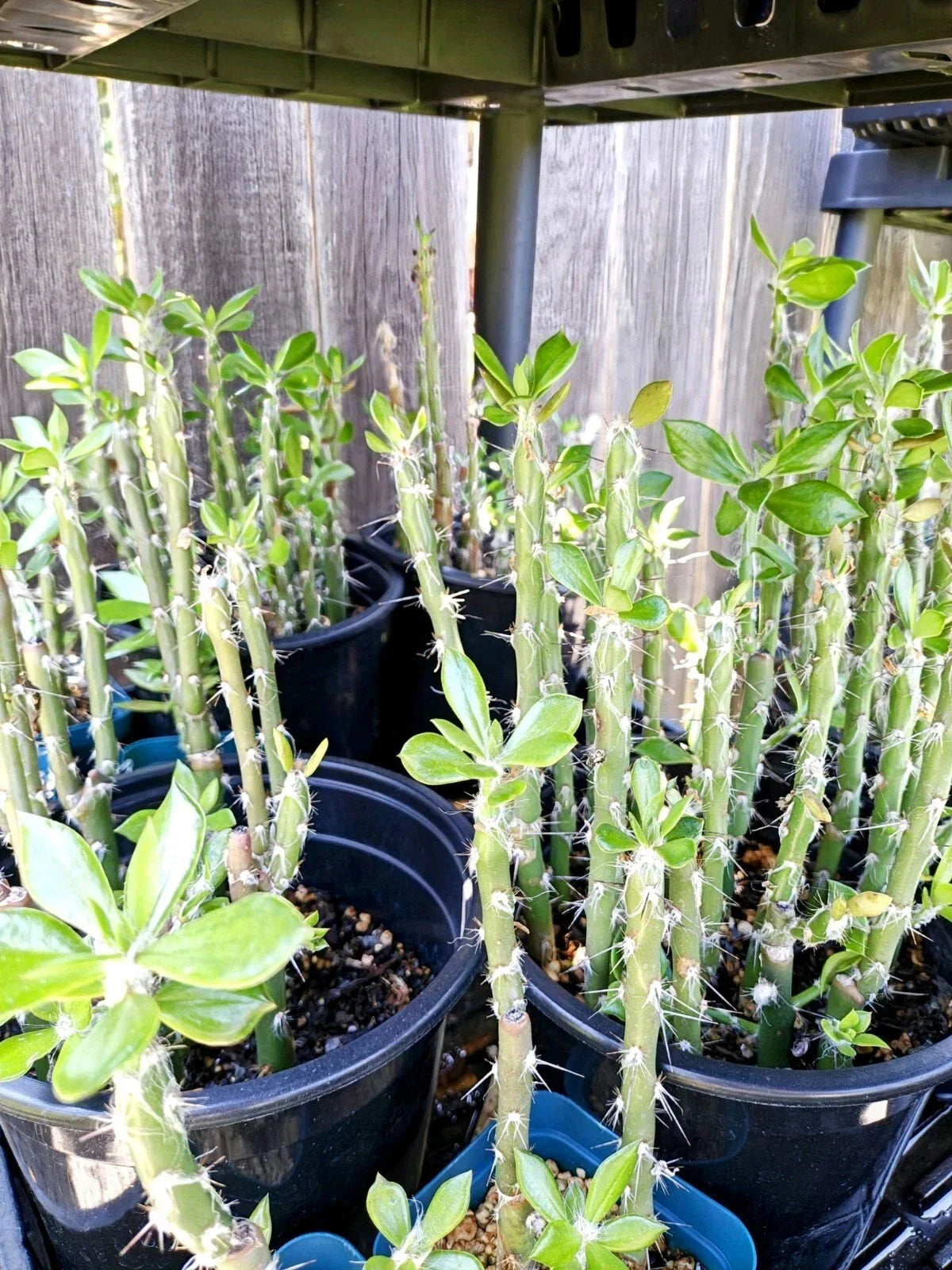 Pereskiopsis spathulata Grafting Stock Cactus - 4" Rooted - Ideal for Grafting and Propagation
