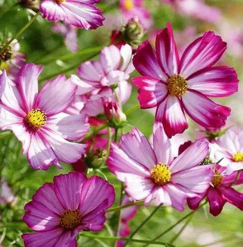 Cosmos Seeds 100 Ct - Radiance Variety - Cosmos bipinnatus for Cut Flowers & Pollinator Gardens