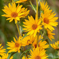 Maximilian's Sunflower Wildflower Seeds 1/4 lb Mylar Packet Helianthus maximiliani for Gardens & Landscaping