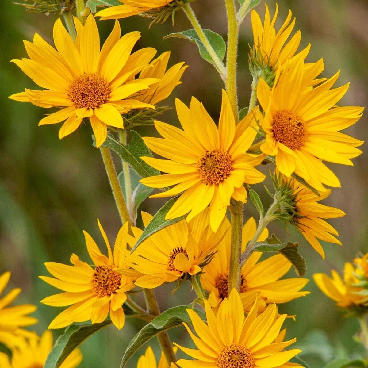Maximilian's Sunflower Wildflower Seeds 1/4 lb Mylar Packet Helianthus maximiliani for Gardens & Landscaping