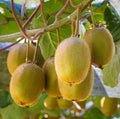 Set of 2 Live Prolific Kiwi Trees - Soil-Wrapped Roots - Actinidia deliciosa - 4-6 Inches Tall, Vining, Fruit-Bearing Plants