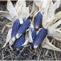 Blue Shaman Popcorn Seeds – Heirloom Zea mays everta, Non-GMO, Organic, 20 Seeds for Home Garden & Popcorn Enthusiasts