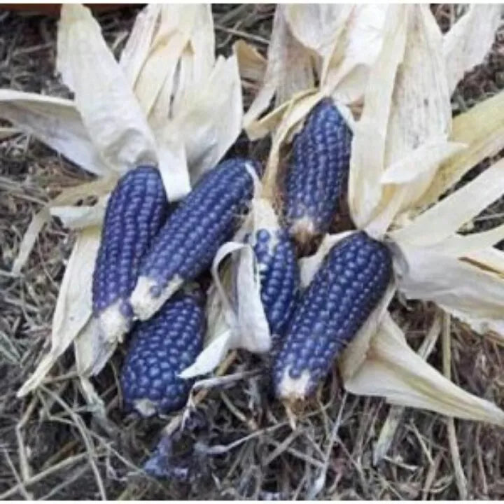Blue Shaman Popcorn Seeds – Heirloom Zea mays everta, Non-GMO, Organic, 20 Seeds for Home Garden & Popcorn Enthusiasts