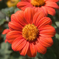 Mexican Sunflower Seeds - Orange Tithonia rotundifolia Butterfly Attracting Daisy-Like Blooms, 100 Seeds