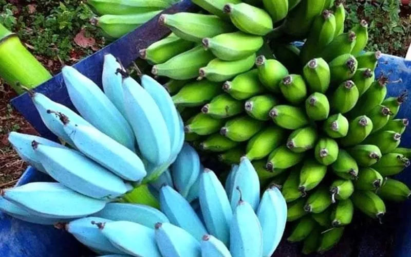 Live Banana Tree - Small Rooted Starter Plant - Musa Ice Cream (Blue Java) - Healthy Well Rooted Plant, Ships in Pot